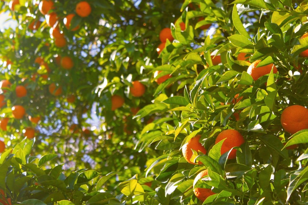 Sinaasappelboom in de zon